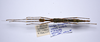 CollectionObject 1576336; 3be6773e-bf25-4d89-95a5-104c73166391: copyright ZRC, Singapore. female, dorsal view (holotype). (CollectionObject).
