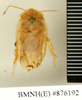 CollectionObject 1572933; ce299b7f-ca0b-4bd7-b1ba-b34db790070c: Copyright Natural History Museum, London. Non-type (adult male) in BM(NH). Dorsal view. (CollectionObject).