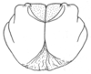 Ceuthophilus (Ceuthophilus) ozarkensis Hubbell, 1936: Fig. 724. (male) subgenital plate. (Otu).