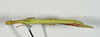 CollectionObject 1557506; 62e2d0ab-811f-4025-a83a-6af446a3af7b: copyright USNM, Washington. female, dorsal view (holotype). (CollectionObject).