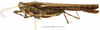 CollectionObject 1575693; bbef9709-d961-4620-9dce-b7296ddae049: male, lateral view. (CollectionObject).