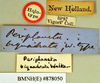 Methana soror (Saussure, 1864): Holotype, unsexed, labels. BMNH(E)#878050. (Otu).