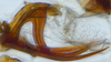 Aedeagus, lateral view on Bhatia Distant, 1908 nsp 8-56: (Observation).