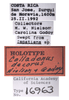 Other on Colladonus decorus Nielson & Godoy, 1995: (Observation).