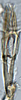 Aedeagus, ventral view: (Observation).