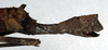 CollectionObject 1557109; NMW 11, 603cb561-4750-4c68-b8cd-364745c504e6: copyright NMW. female: end of abdomen, lateral view (lectotype). (CollectionObject).