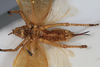 CollectionObject 1505714; 8c5e27ea-7eed-4a0c-867d-c977c139950a: female, ventral view (holotype). (CollectionObject).