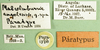 CollectionObject 1569171; b691006b-68c1-4145-9b05-02d631545213: labels (paratype). (CollectionObject).