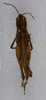 CollectionObject 1579003; 60060064-c91a-4096-8bd6-08e9da52d9e5: female, dorsal view (paratype). (CollectionObject).