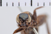 CollectionObject 1506068; c78ab8f7-fb8e-4f1e-8d5b-b48b56b0f9e7: Female, syntype. Chile. (CollectionObject).