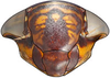 Head: Bahita mimica, face (INHS). (Observation).