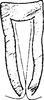 Connective on Cosmotettix (Airosius) multinotatus (Vilbaste, 1965) now Cosmotettix (Airosius) paludosus (Ball, 1899): Connective. (Observation).