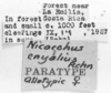 CollectionObject 1525186; ddca25fa-3b4b-4509-a69f-4ca636110407: labels (allotype of Nicarchus enyalius). (CollectionObject).