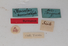 CollectionObject 1505836; bb6c90b3-dc1c-477a-bc51-c27b0a36fc50: male, labels (syntype). (CollectionObject).