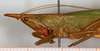 female, lateral view (syntype). Depicts CollectionObject 1531664; 5672197f-01e7-4c49-87a6-ef810143895b, a CollectionObject.