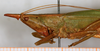 CollectionObject 1531664; 5672197f-01e7-4c49-87a6-ef810143895b: female, lateral view (syntype). (CollectionObject).