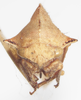 Head: !! display not done !! on Telamonanthe turbinella Jorgensen, 1935: (Observation).