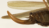 female ovipositor (holotype). Depicts CollectionObject 1529660; ee47e201-133c-44c6-93dd-9ca820f0bc73, a CollectionObject.