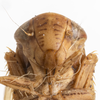Head on Eutettix (Eutettix) fulvous Hepner, 1942: (Observation).