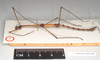 CollectionObject 1557738; NHMUK(SF IMPORT DUPLICATE) 844588, 3001684b-8f31-44c7-97e9-d3433e8d3ae7: copyright Natural History Museum, London. male, lateral view (holotype). (CollectionObject).