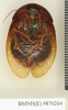 CollectionObject 1573148; 0c83d908-aea9-4c8d-a3ef-114ca0ab0d62: Copyright Natural History Museum, London. Non-type (adult female) in BM(NH). Ventral view. (CollectionObject).