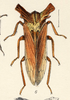Habitus, dorsal view: !! display not done !! on Centruchoides laticornis Fowler, 1896: (Observation).