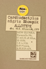 CollectionObject 2070414; 6ab41595-3334-4620-bff6-6bbd8de94058, NHMUK015982265: labels (allotype). (CollectionObject).