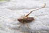 CollectionObject 1598777; ed2a2370-ea50-48c9-aa80-291b101d8c6f: male. (CollectionObject).