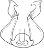 Stylus on Aphilaenus ferrugineus (Melichar, 1902): Stylus, caudal view. (Observation).