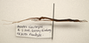 CollectionObject 1595843; 39db403f-1eb3-4635-aa49-efa4a8876873: copyright LKCNH Singapore. female, lateral view (paratype). (CollectionObject).;CollectionObject 1595844; 299e4fd2-270f-4910-a9c7-b4b5150c199f: copyright LKCNH Singapore. female, lateral view (paratype). (CollectionObject).