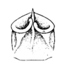 Stenacris fissicauda fissicauda (Bruner, 1908): Pl. 15, Fig. 6 (after type as Opshomala colombiae). male, apex of abdomen, posterior view. (Otu).