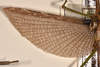 CollectionObject 1558907; befd21c5-dcfc-4676-97a0-634fd379bff4: copyright OUMNH. male wings of synonym Haplopus cythereus (lectotype). (CollectionObject).