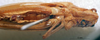 CollectionObject 1566245; a44ae0c1-b560-4653-a388-ce6f4bb0dbf3: male, ventral view (paratype). (CollectionObject).