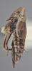 Habitus, lateral view on Athysanella magadana Emeljanov, 1988: Lateral. (Observation).