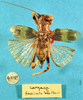 CollectionObject 1520563; d3e5def7-27ce-4fd4-873b-6e843e9d2e04: female, dorsal view (holotype). (CollectionObject).