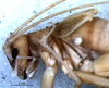 CollectionObject 1527846; 4a10535b-bff4-48e6-94c8-dc4341dfea08: male, head and thorax, lateral view (holotype). (CollectionObject).