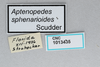 CollectionObject 2869226; ff78774b-0306-4539-b76d-96b120c37971, CNCI 1013435: Aptenopedes sphenarioides. (CollectionObject).