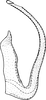 Aedeagus, lateral view on Euscelidius schenckii (Kirschbaum, 1868): Aedeagus, lateral view. (Observation).