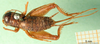 CollectionObject 1501764; e083f52d-1a72-4f2f-9654-0e69d175f344: female, dorsal view (paralectotype). (CollectionObject).