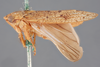Habitus, lateral view: !! display not done !! on Ponana (Ponana) grisea (Spångberg, 1878): (Observation).