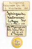 labels (syntype). Depicts CollectionObject 1592220; d311612c-fb1f-468b-b0d5-f6ac62b4c92f, a CollectionObject.