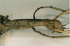 CollectionObject 1557043; 598e789f-1be2-47b4-b2a7-ea4927cd5c96: copyright CUMZ, Cambridge. female: head and thorax, lateral view of Anchiale confusa (syntype). (CollectionObject).