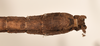 CollectionObject 1558452; a237584d-116d-4fb6-96cd-ae54ce1c2027: copyright OUMNH. male: end of abdomen, ventral view of Dimorphodes mancus (syntype). (CollectionObject).;CollectionObject 1558453; ea906b12-686a-41bd-bb38-664c85261f31: copyright OUMNH. male: end of abdomen, ventral view of Dimorphodes mancus (syntype). (CollectionObject).