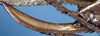 female ovipositor (syntype). Depicts CollectionObject 1531369; 1503a6fe-05fb-4ccb-a8fd-ece91a684f30, a CollectionObject.