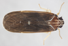 Live specimen: !! display not done !! on Synecdoche impunctata (Fitch, 1851): (Observation).