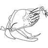 Pygofer, lateral view on Bretega furciverpa Stiller, 2017: Pygofer, lateral view. (Observation).