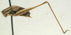 male, lateral view (syntype). Depicts CollectionObject 1506492; 3772b2ff-6e02-4040-8a40-608a1f5b2334, a CollectionObject.