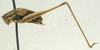 CollectionObject 1506492; 3772b2ff-6e02-4040-8a40-608a1f5b2334: male, lateral view (syntype). (CollectionObject).