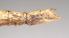 CollectionObject 1563497; NHMUK(SF IMPORT DUPLICATE) 844803, 3f611afb-eec3-4c50-a92f-80e6040aa20b: copyright Natural History Museum, London. female: end of abdomen, lateral view (paratype). (CollectionObject).