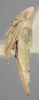 Habitus, lateral view on Athysanella (Gladionura) gilli Blocker & Johnson, 1990: Lateral. (Observation).
